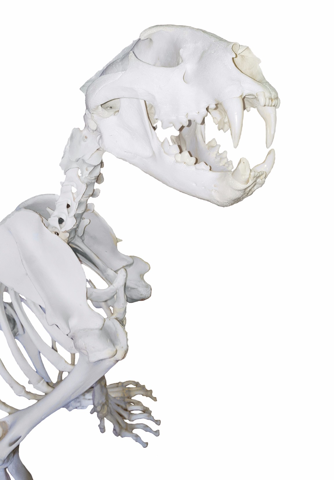 Lion Skeleton Full Mount - Image 2