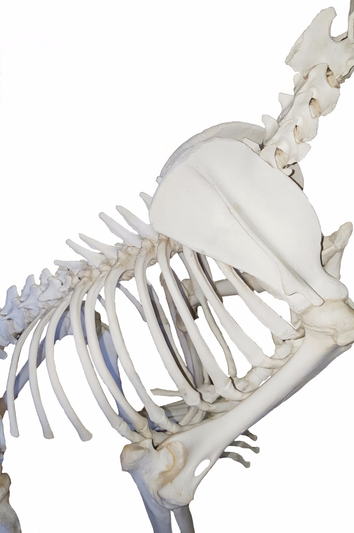 Lion Skeleton Full Mount - Image 3