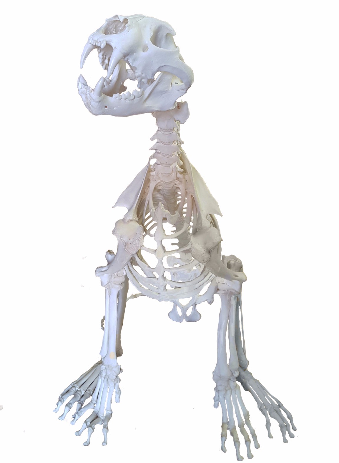 Lion Skeleton Full Mount - Image 4