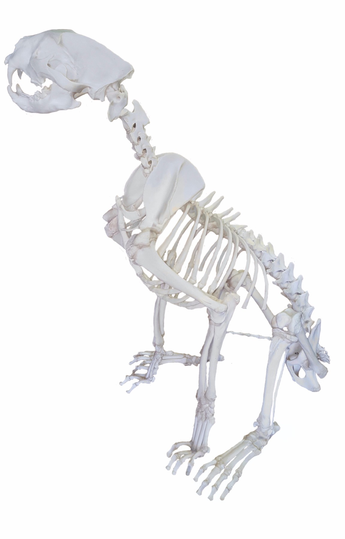 Lion Skeleton Full Mount - Image 5