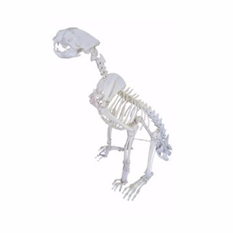 Lion Skeleton Full Mount