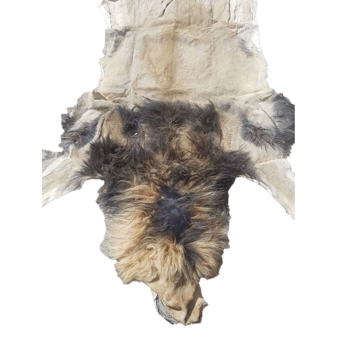 Lion Skin For Mounting M11