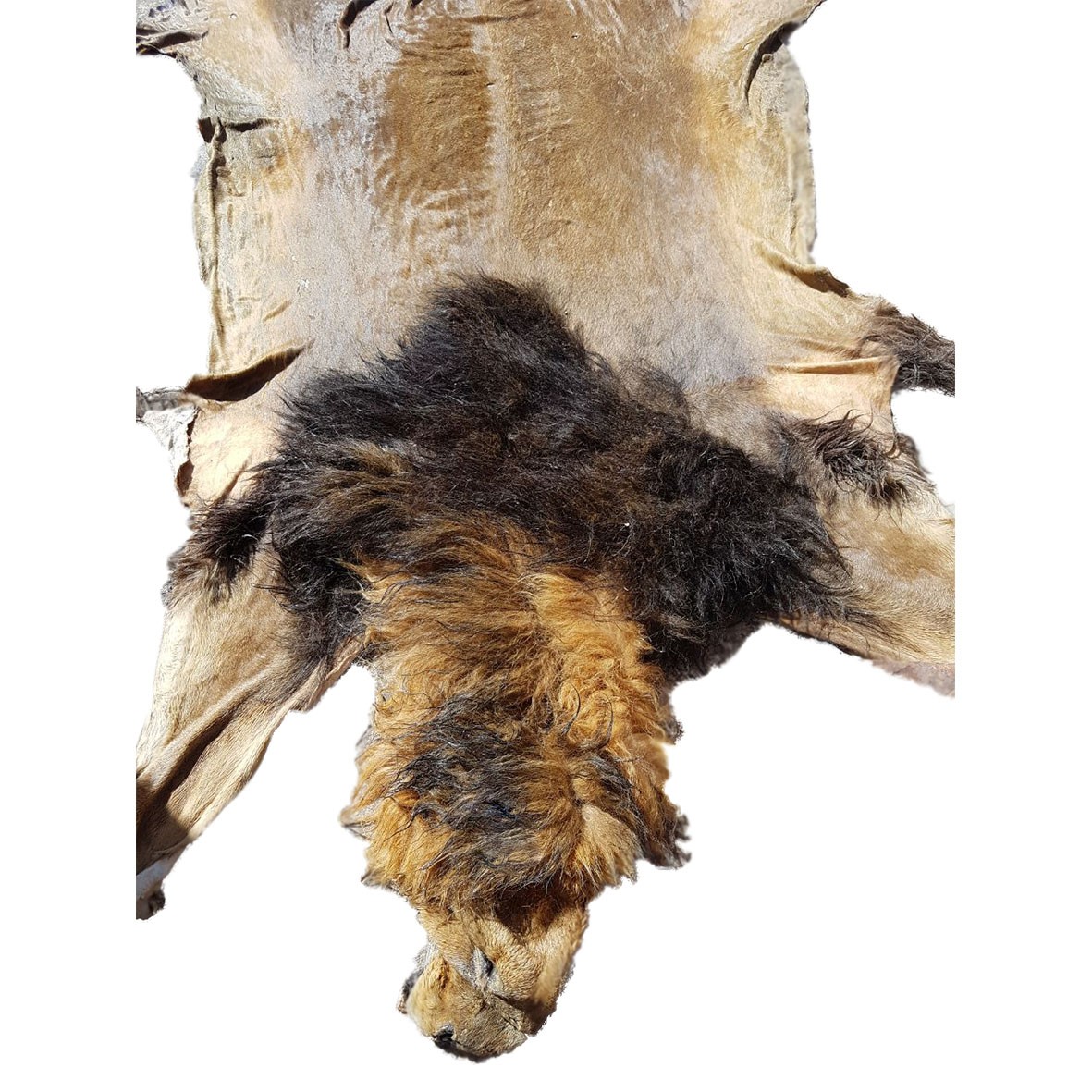 Lion Skin For Mounting M2