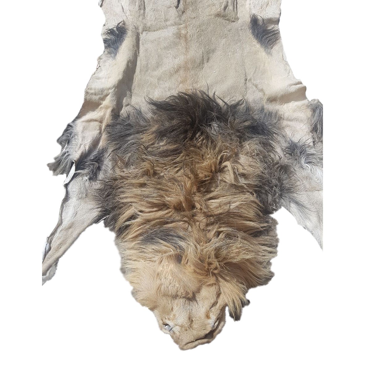 Lion Skin For Mounting M54