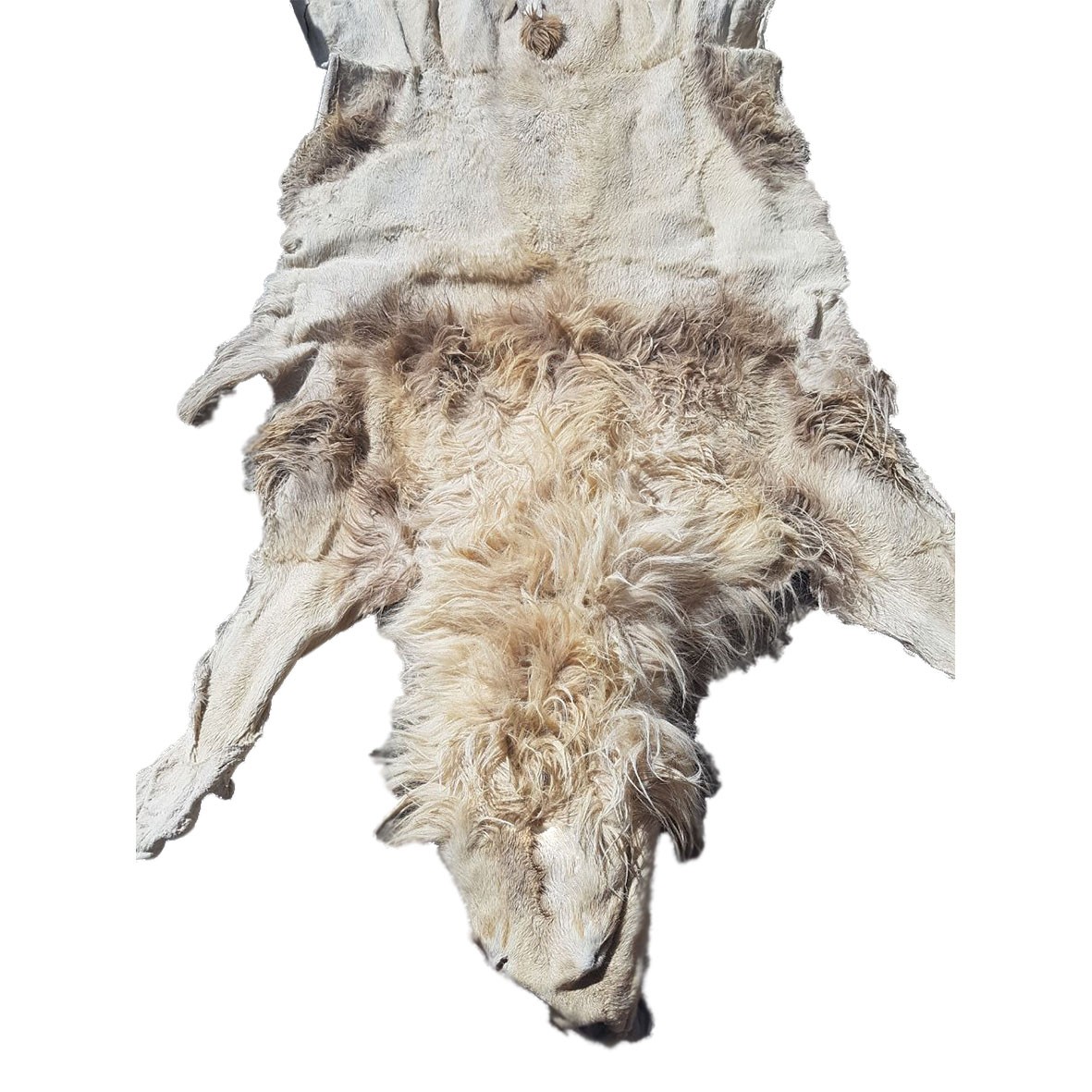 Lion Skin For Mounting M61