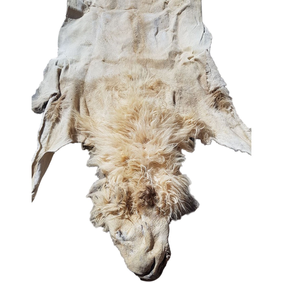 Lion Skin For Mounting M63
