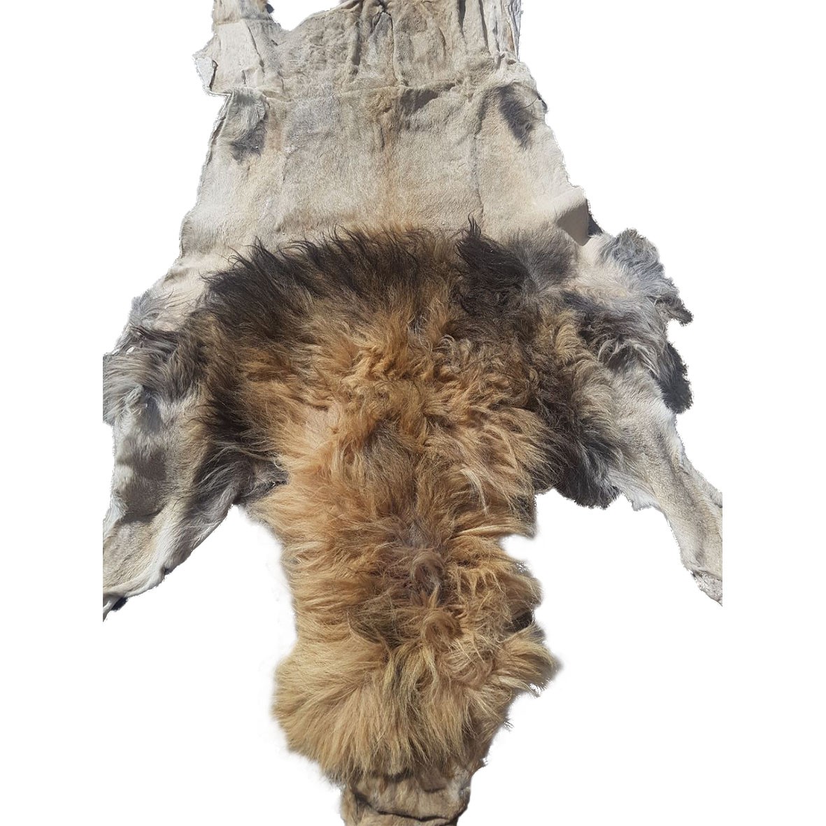 Lion Skin For Mounting M67