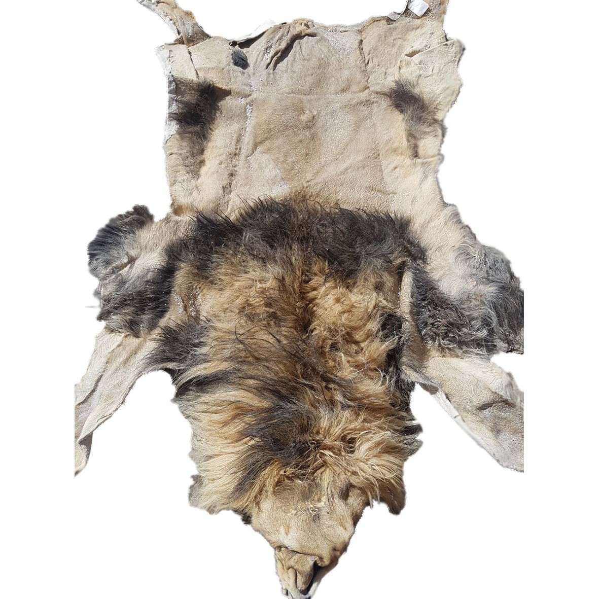 Lion Skin For Mounting M9