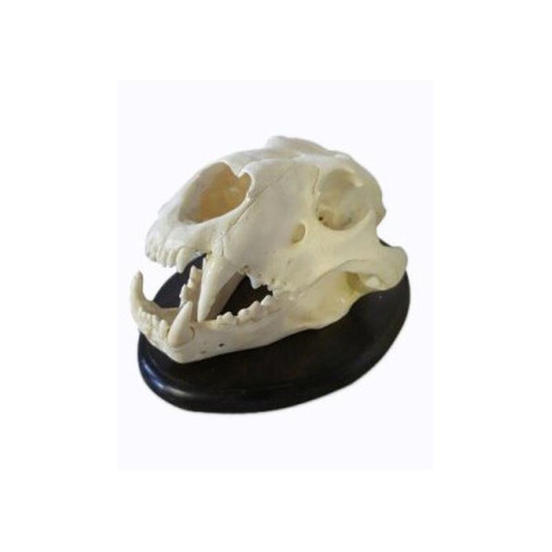 Lion Skull 1