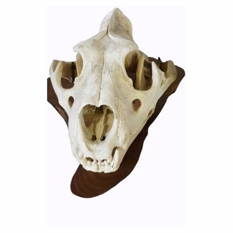 Lion Skull 2