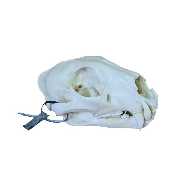 Lion Skull - LS105 - Image 2