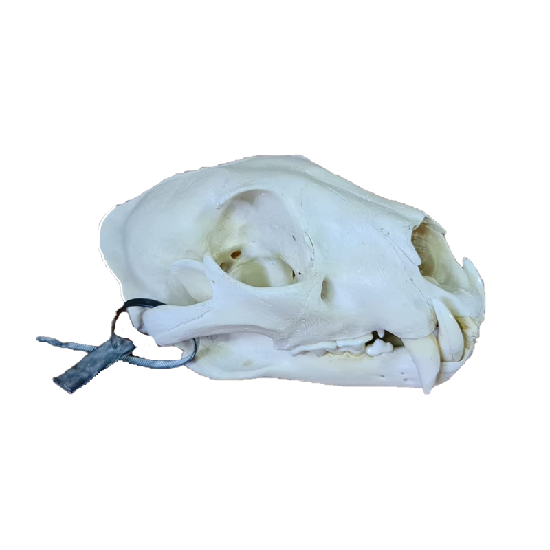 Lion Skull - LS105 - Image 3
