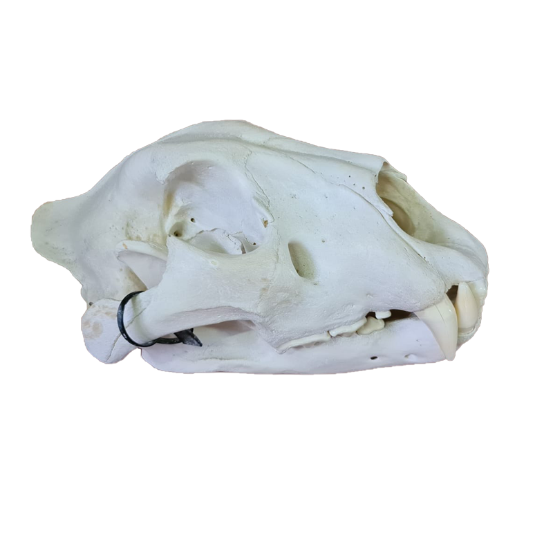 Lion Skull - LS105