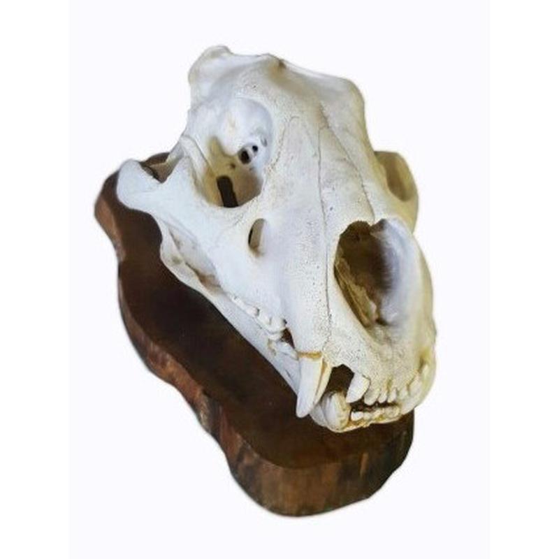 Lion Skull 3