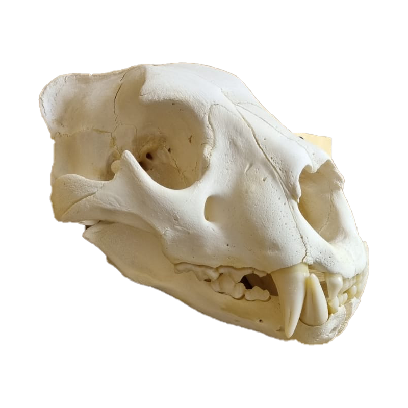 Lion Skull - LS11 - Image 2
