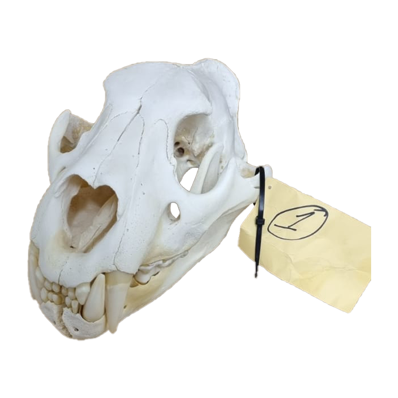 Lion Skull - LS11