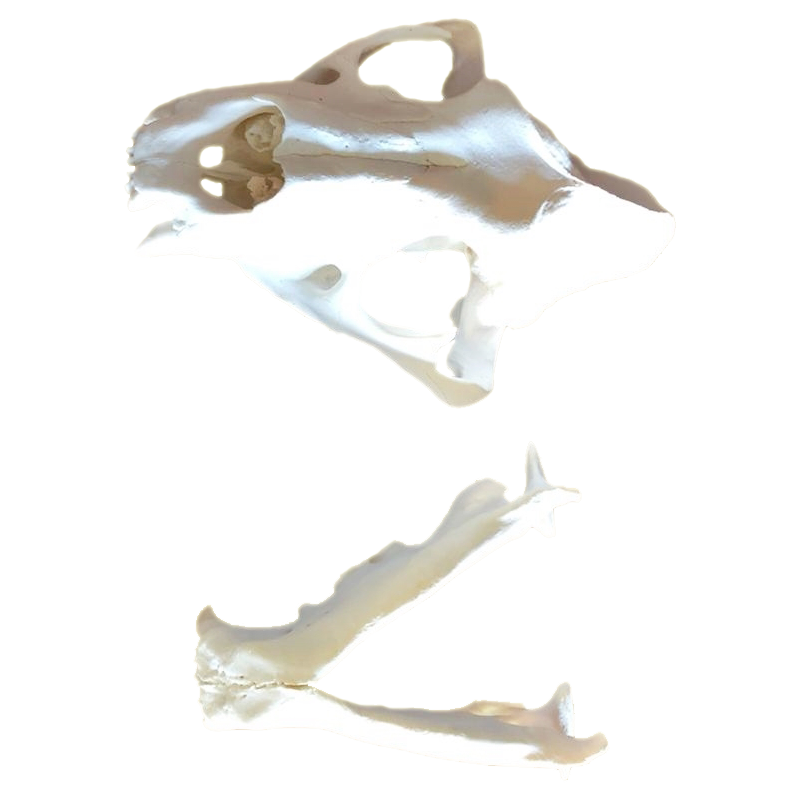 Lion Skull - LS100 - Image 4