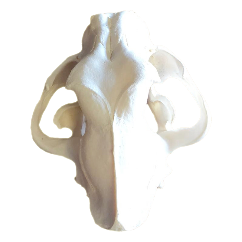 Lion Skull - LS100 - Image 5