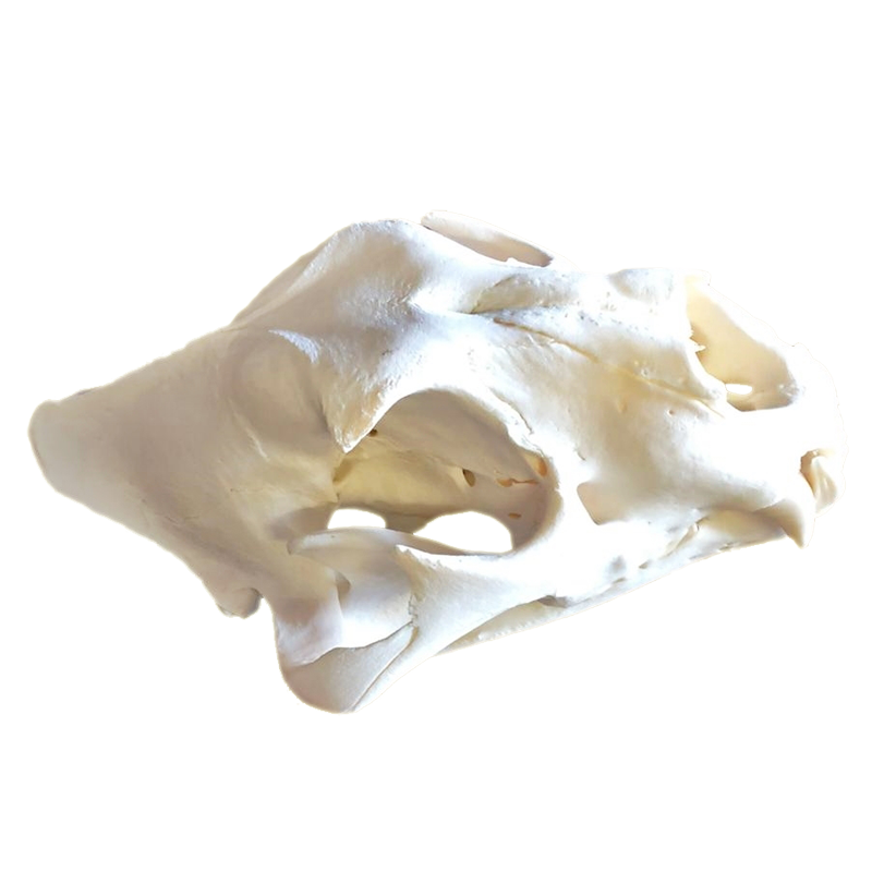 Lion Skull - LS100 - Image 6