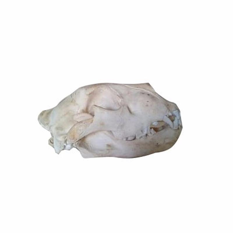 Lion Skull - A