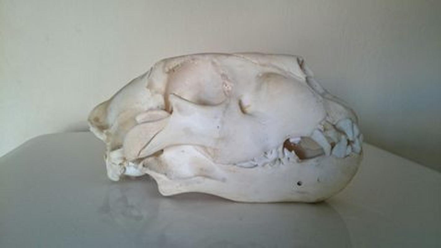 Lion Skull - B - Image 2