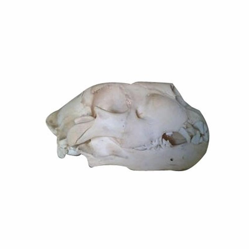 Lion Skull - B
