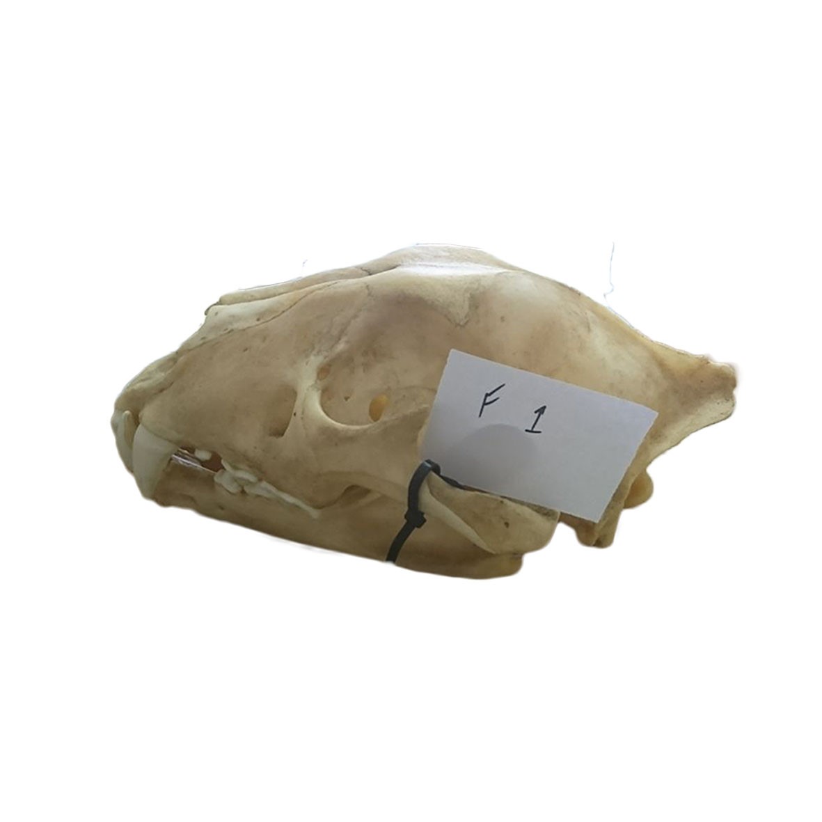 Lion Skull F1 - Image 2