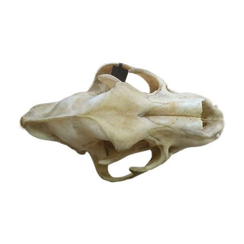 Lion Skull F1 - Image 3