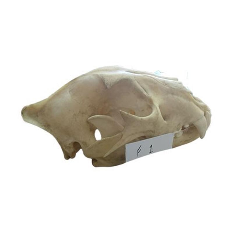 Lion Skull F1 - Image 4