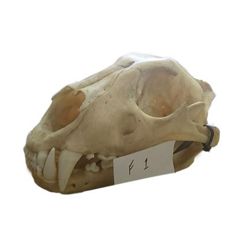 Lion Skull F1