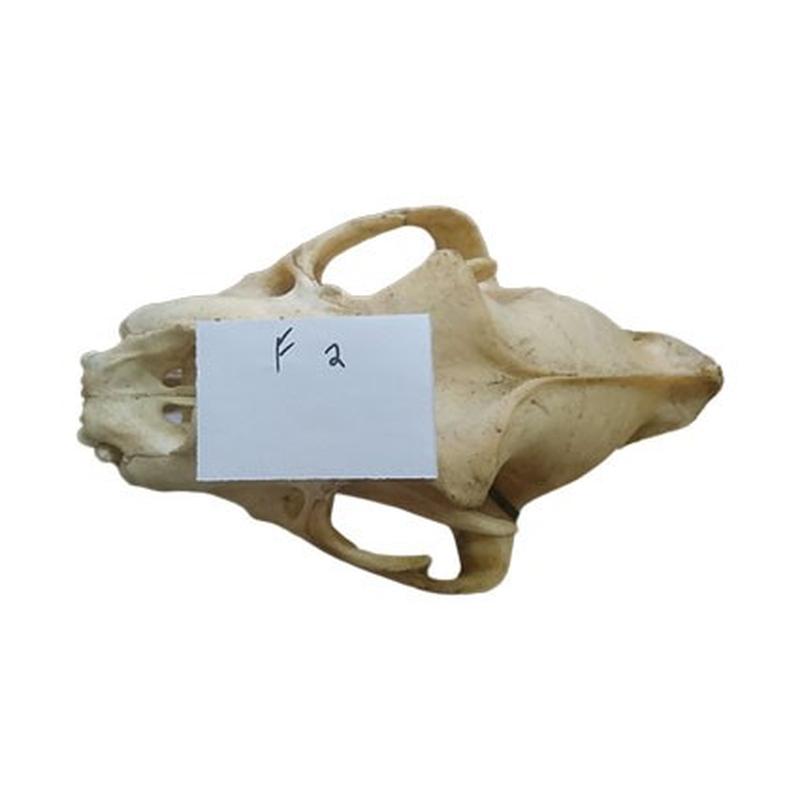 Lion Skull F2 - Image 2