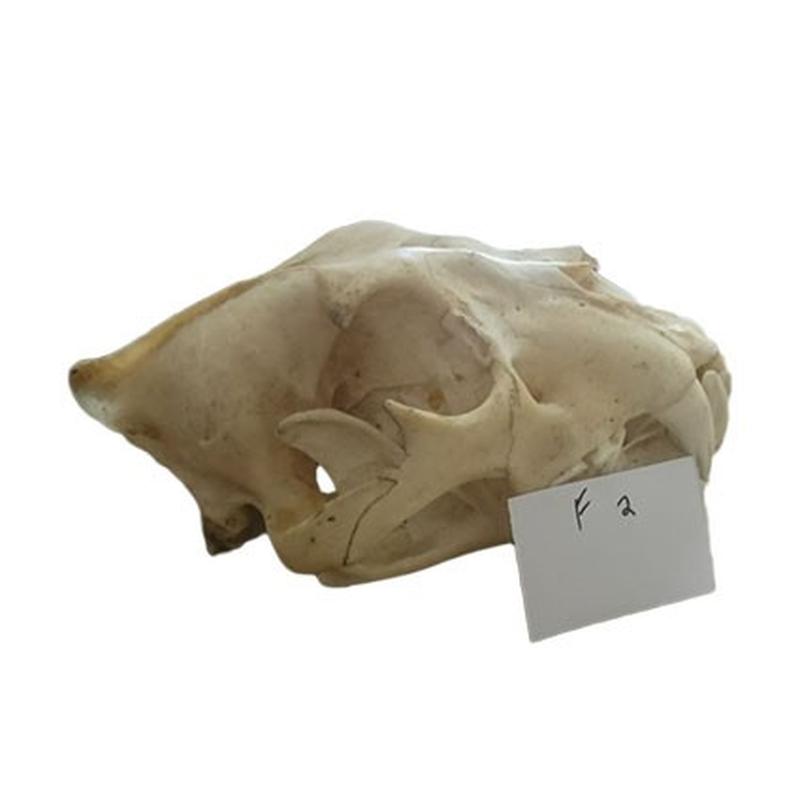 Lion Skull F2 - Image 3
