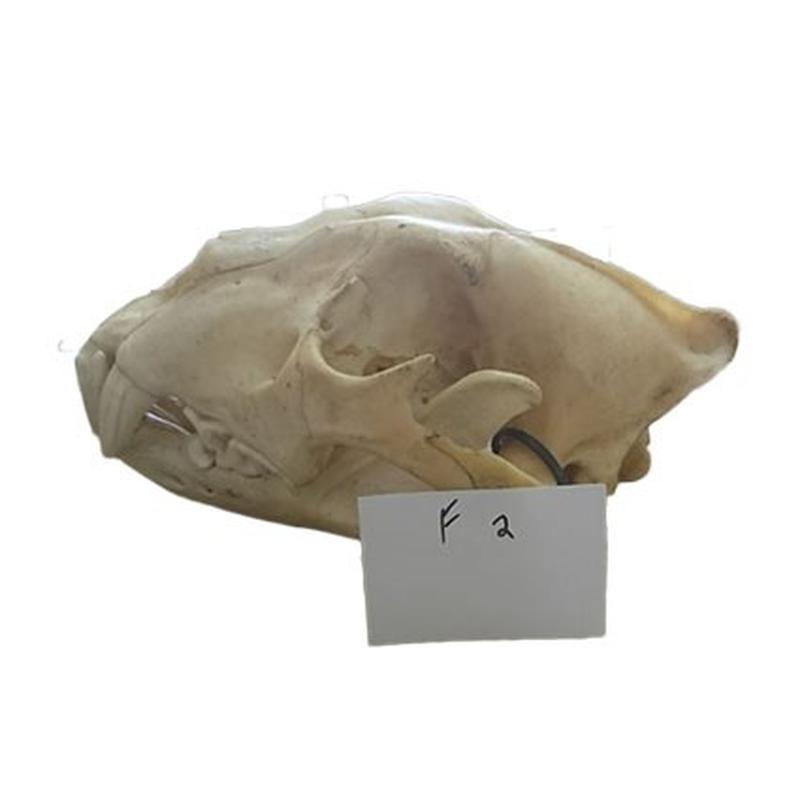 Lion Skull F2