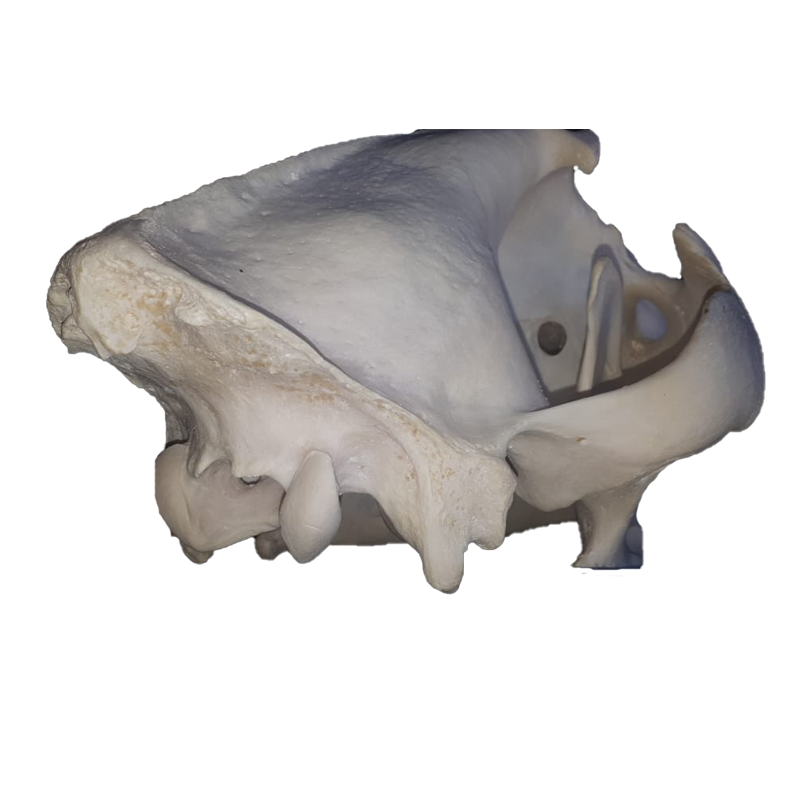 Lion Skull - LS106 - Image 2