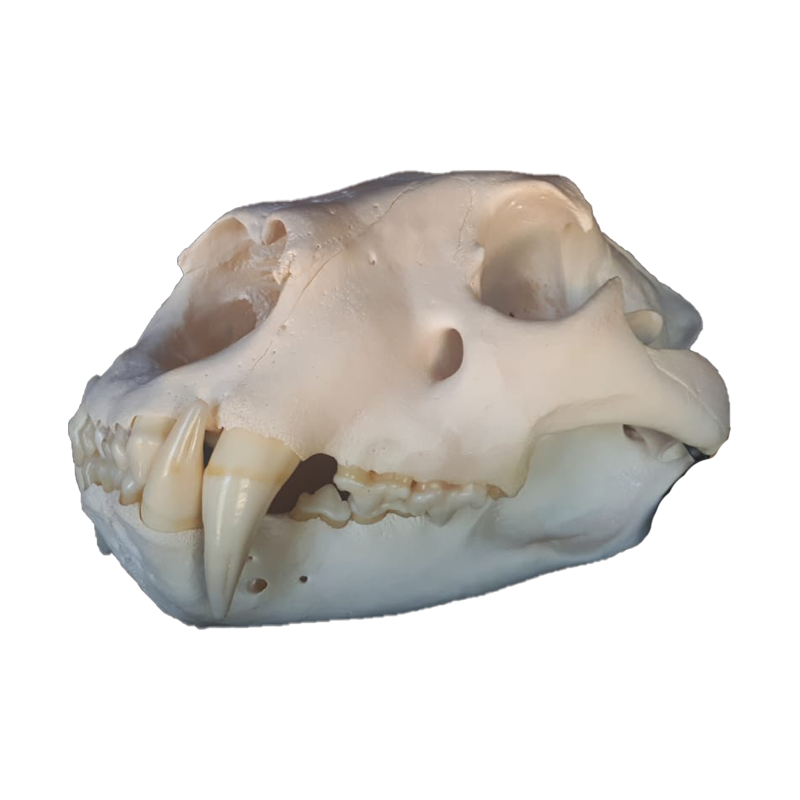 Lion Skull - LS106 - Image 3