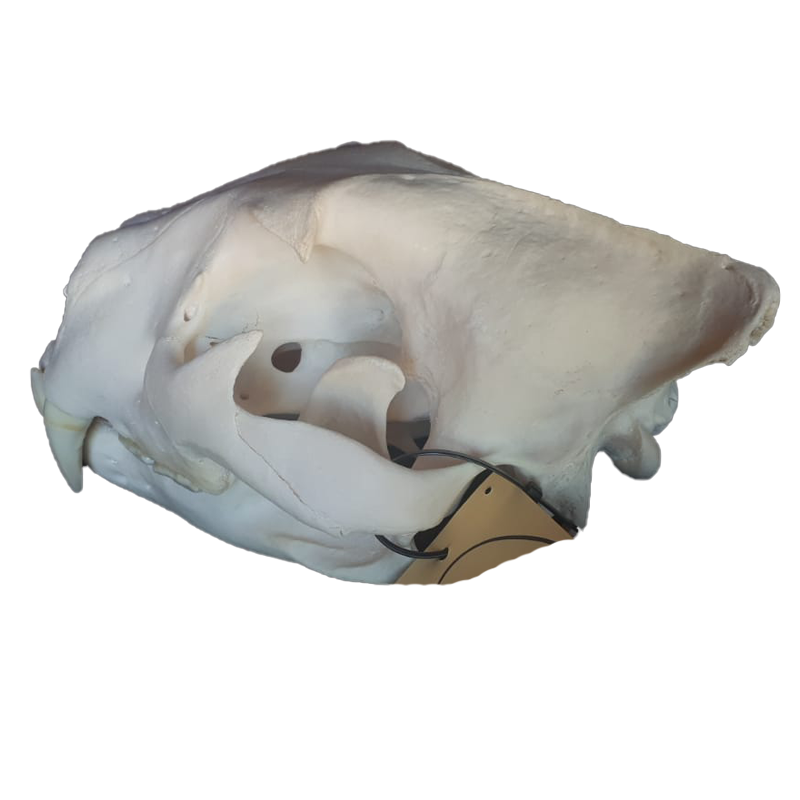 Lion Skull - LS106 - Image 4