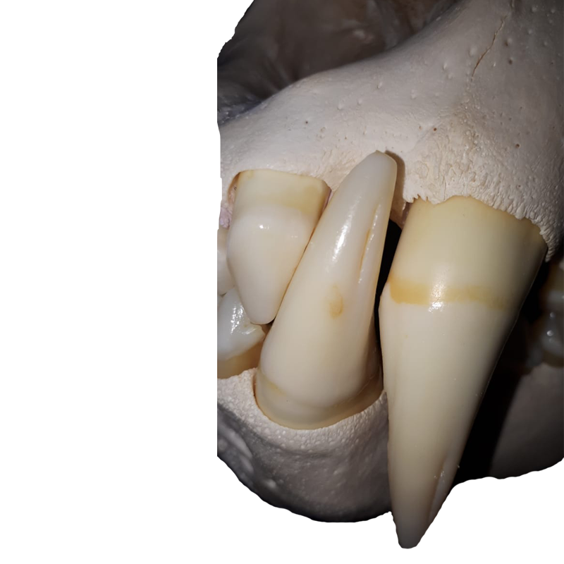 Lion Skull - LS106 - Image 5