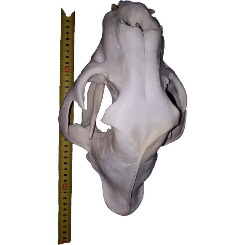 Lion Skull - LS106 - Image 7