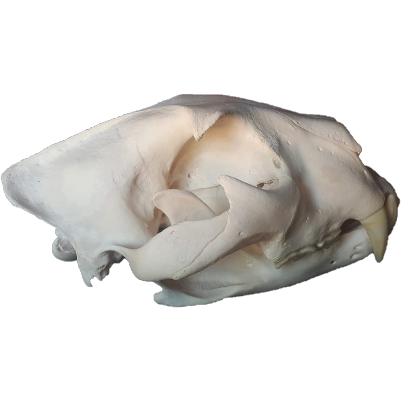 Lion Skull - LS106 - Image 8
