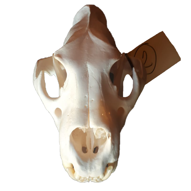 Lion Skull - LS106