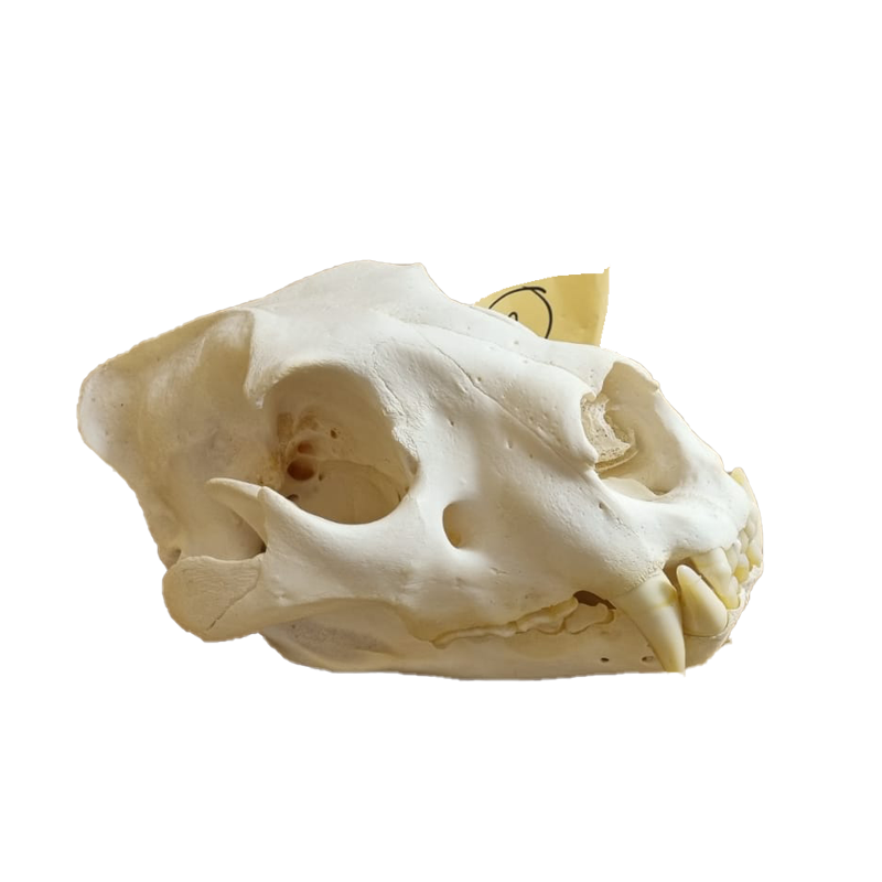 Lion Skull - LS12 - Image 2