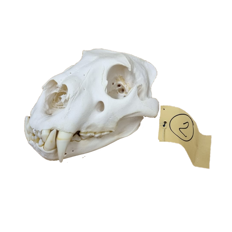 Lion Skull - LS12 - Image 3