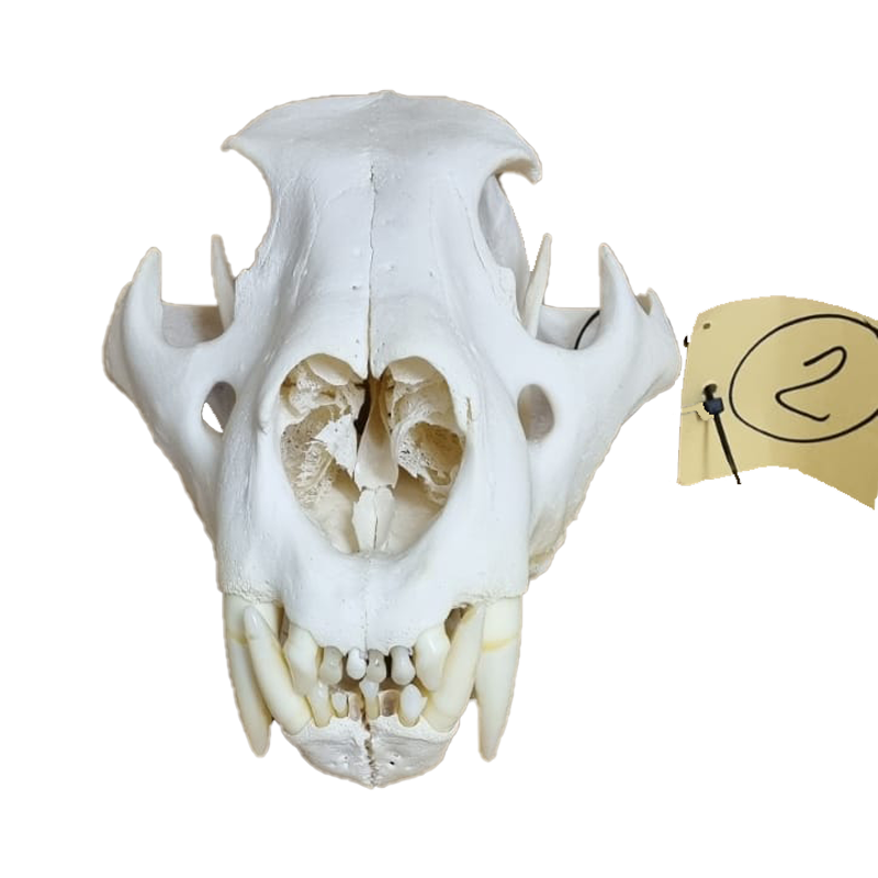 Lion Skull - LS12