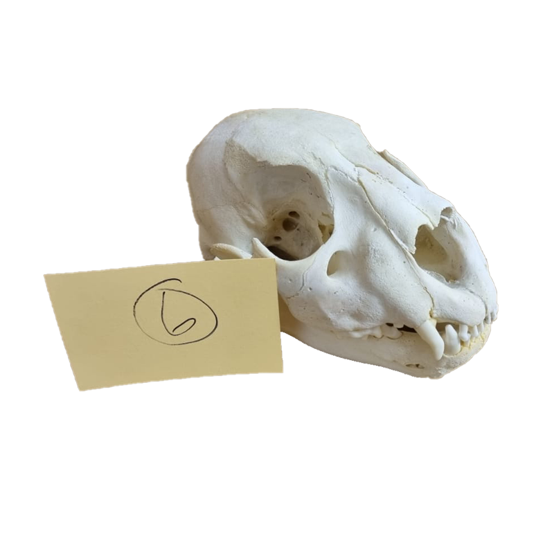 Lion Skull - LS13 - Image 2