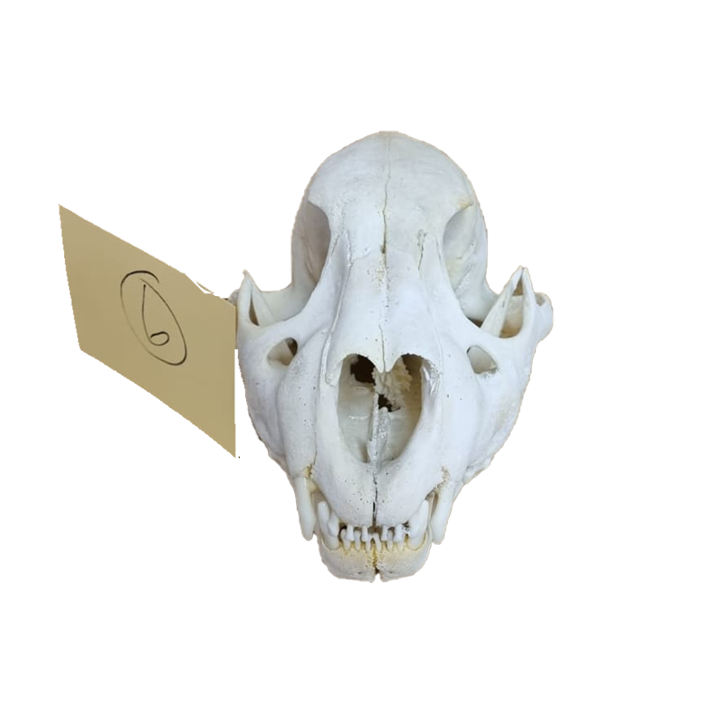Lion Skull - LS13