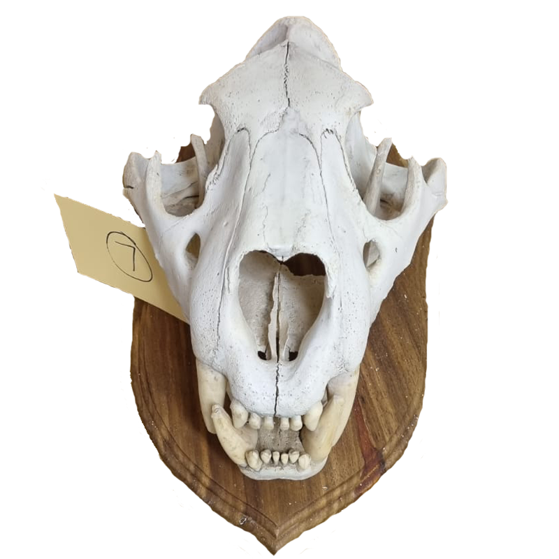 Lion Skull - LS14 - Image 2