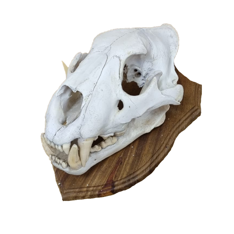 Lion Skull - LS14 - Image 3