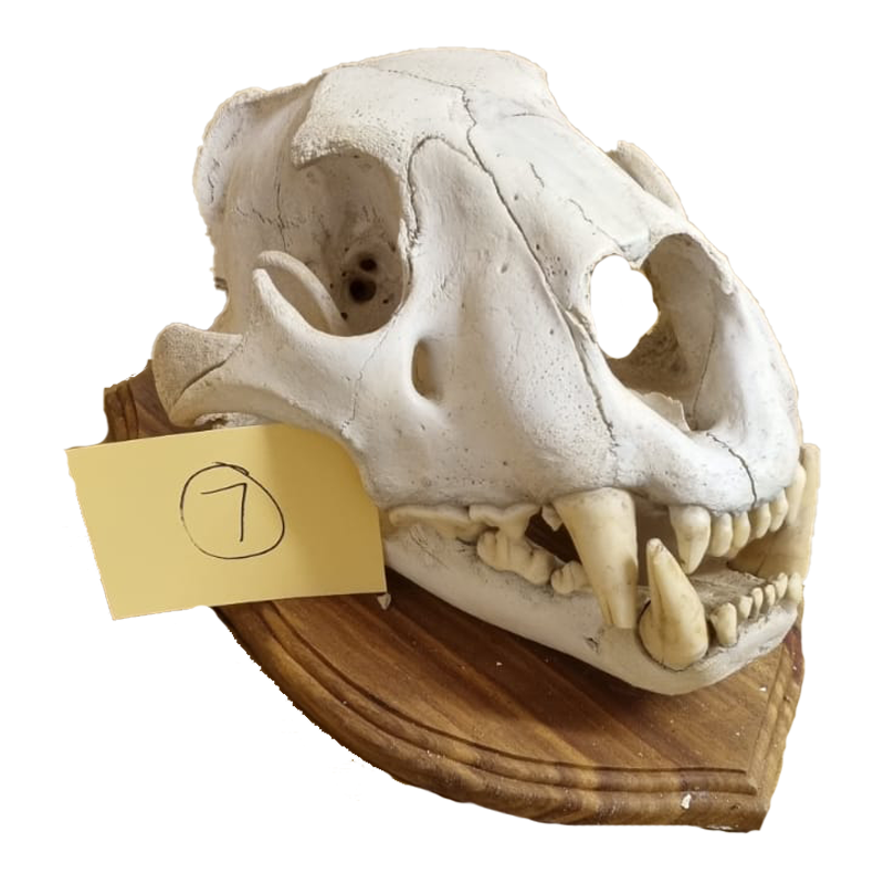 Lion Skull - LS14