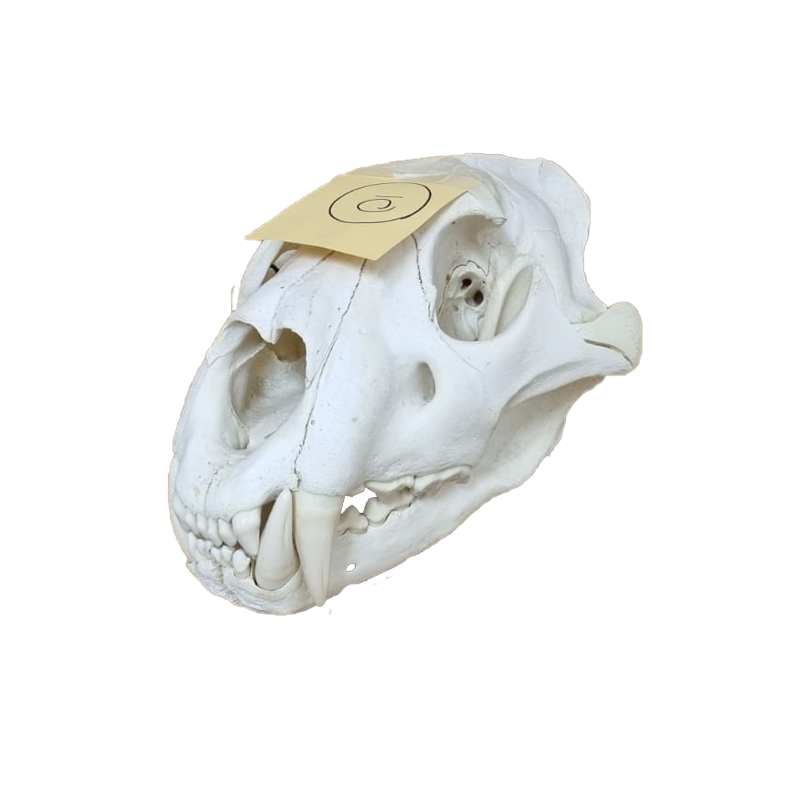 Lion Skull - LS15 - Image 2