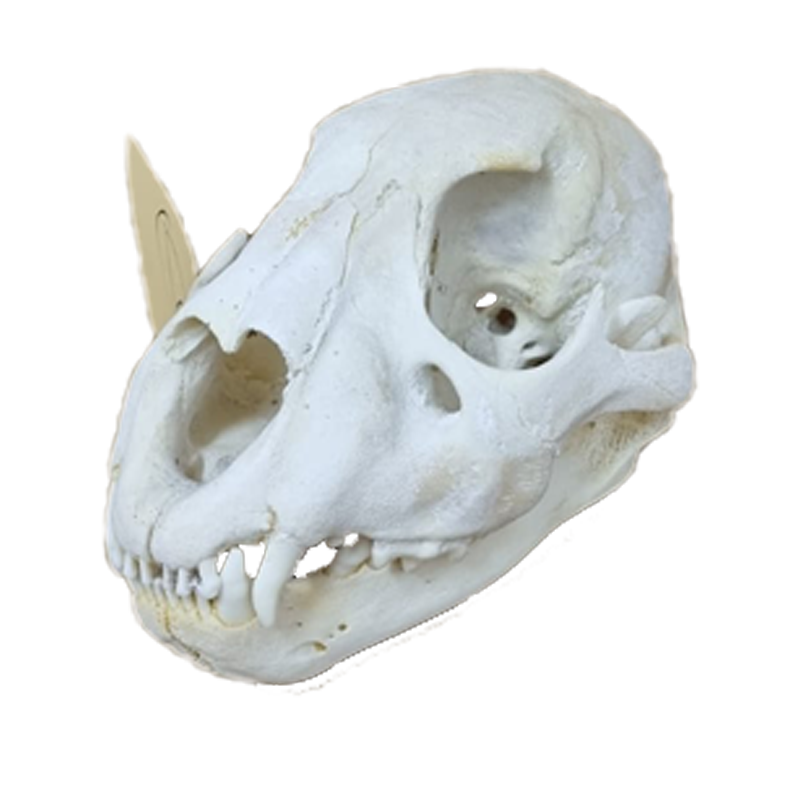 Lion Skull - LS15 - Image 3
